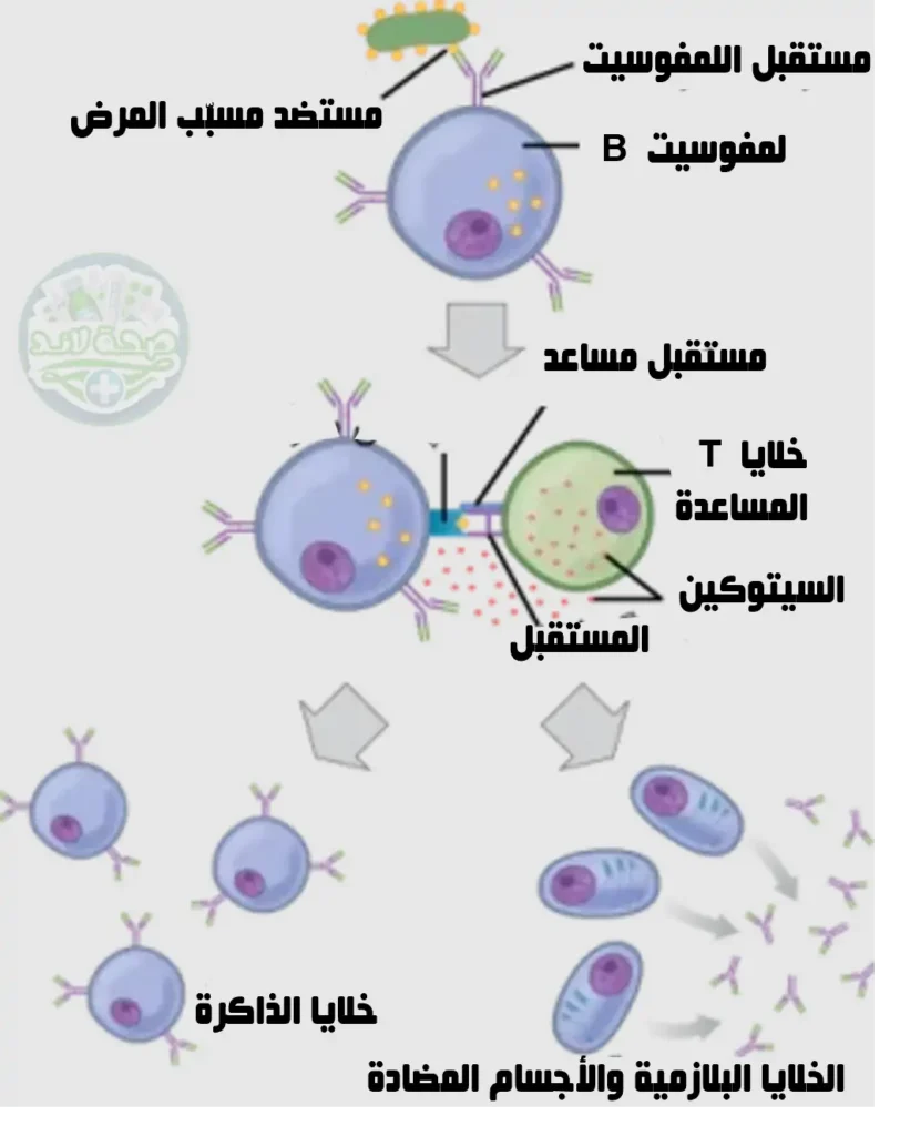 آلية المناعة الخلطية