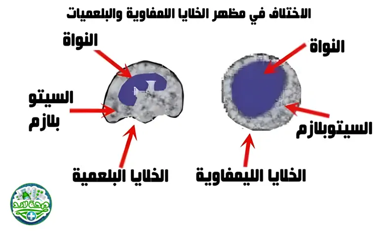 الاختلاف في مظهر الخلايا اللمفاوية والبلعميات
