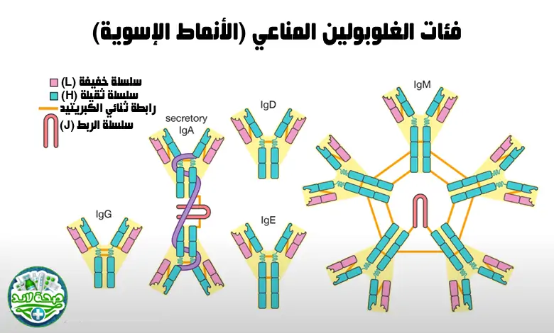 فئات الغلوبولين المناعي (الأنماط الإسوية)
