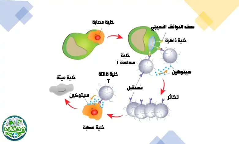 آلية المناعة الخلوية