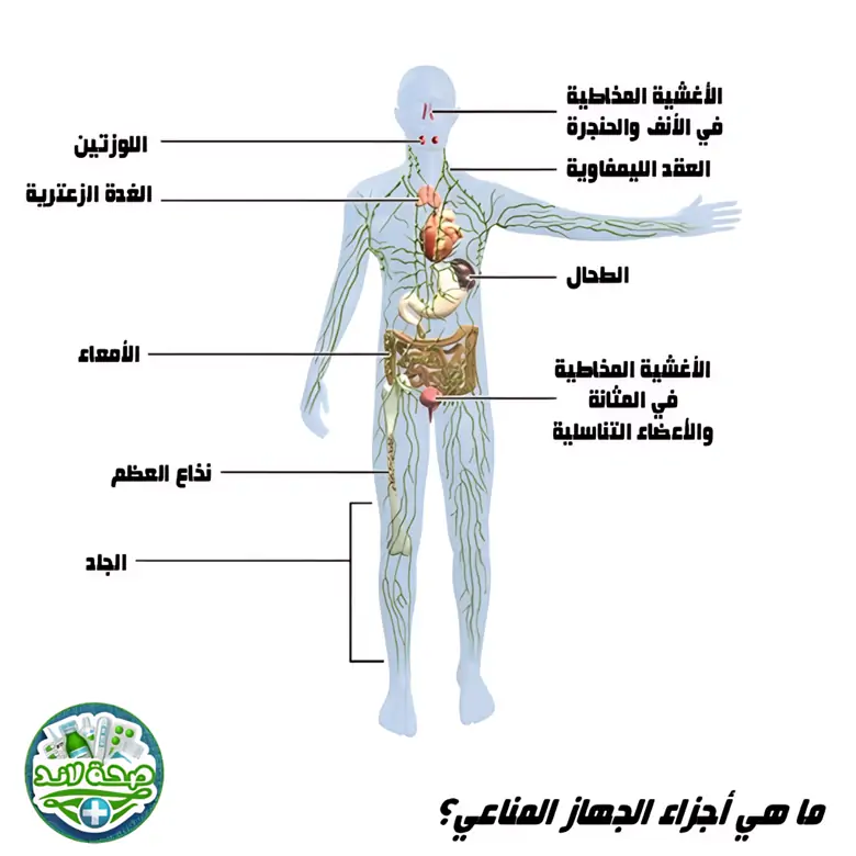 أجزاء الجهاز المناعي