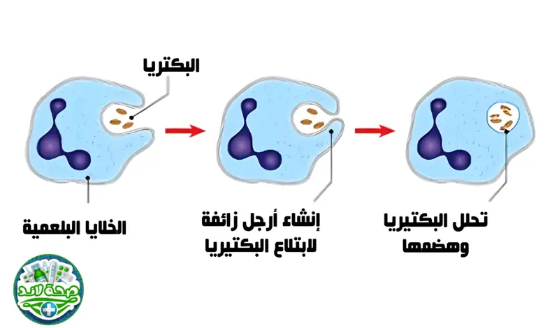 عمل الخلايا البلعمية