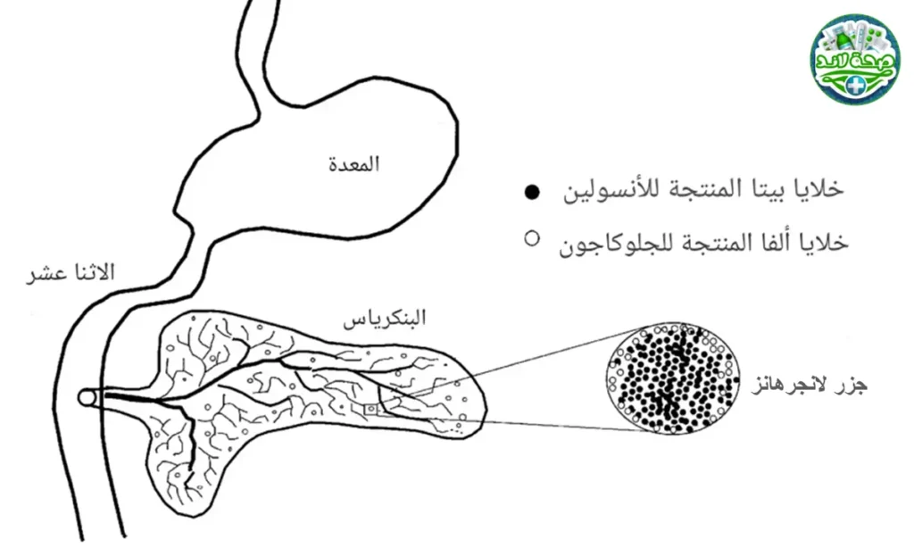 هل تحطيم خلايا جزر لانجرهانز في البنكرياس من تأثير مرض السكري على الأسنان؟