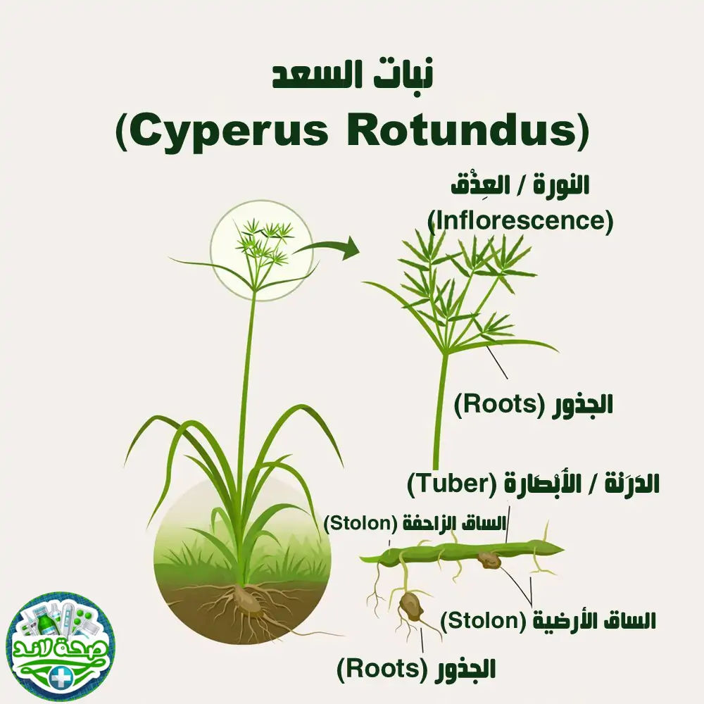 ما هو نبات السعد؟