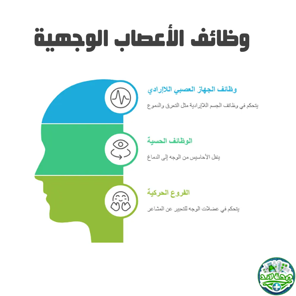 وظائف الأعصاب الوجهية