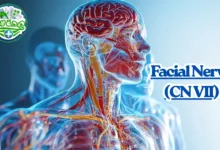 العصب السابع (العصب الوجهي – CN VII): الوظائف، الأعراض، أسباب الالتهاب والعلاج