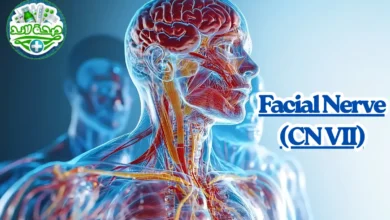 العصب السابع (العصب الوجهي – CN VII): الوظائف، الأعراض، أسباب الالتهاب والعلاج