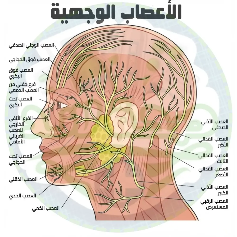 ما هي الأعصاب الوجهية وما هي وظائفها؟