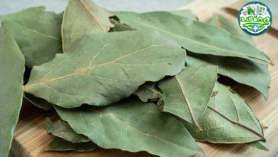 التوابل والبهارات العربية : ورق الغار