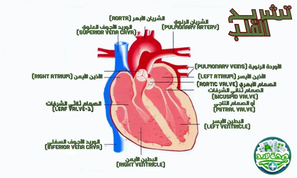 تشريح قلب الإنسان (Anatomy of the human heart)