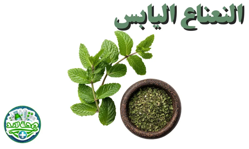 أنواع التوابل والبهارات العربية والشرق أوسطية : النعناع اليابس