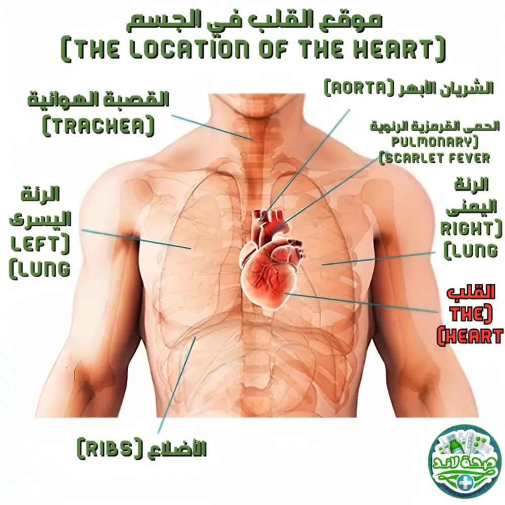 القلب (The Heart)