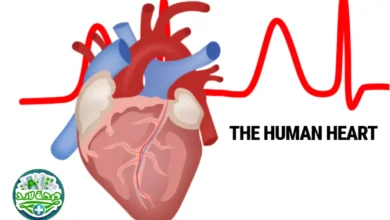 القلب The Heart: رحلة طبية داخل العضو الذي لا يتوقف عن منحنا الحياة