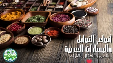 أنواع وأشكال التوابل والبهارات العربية والشرق أوسطية تحدث ثورة في مطبخك وصحتك