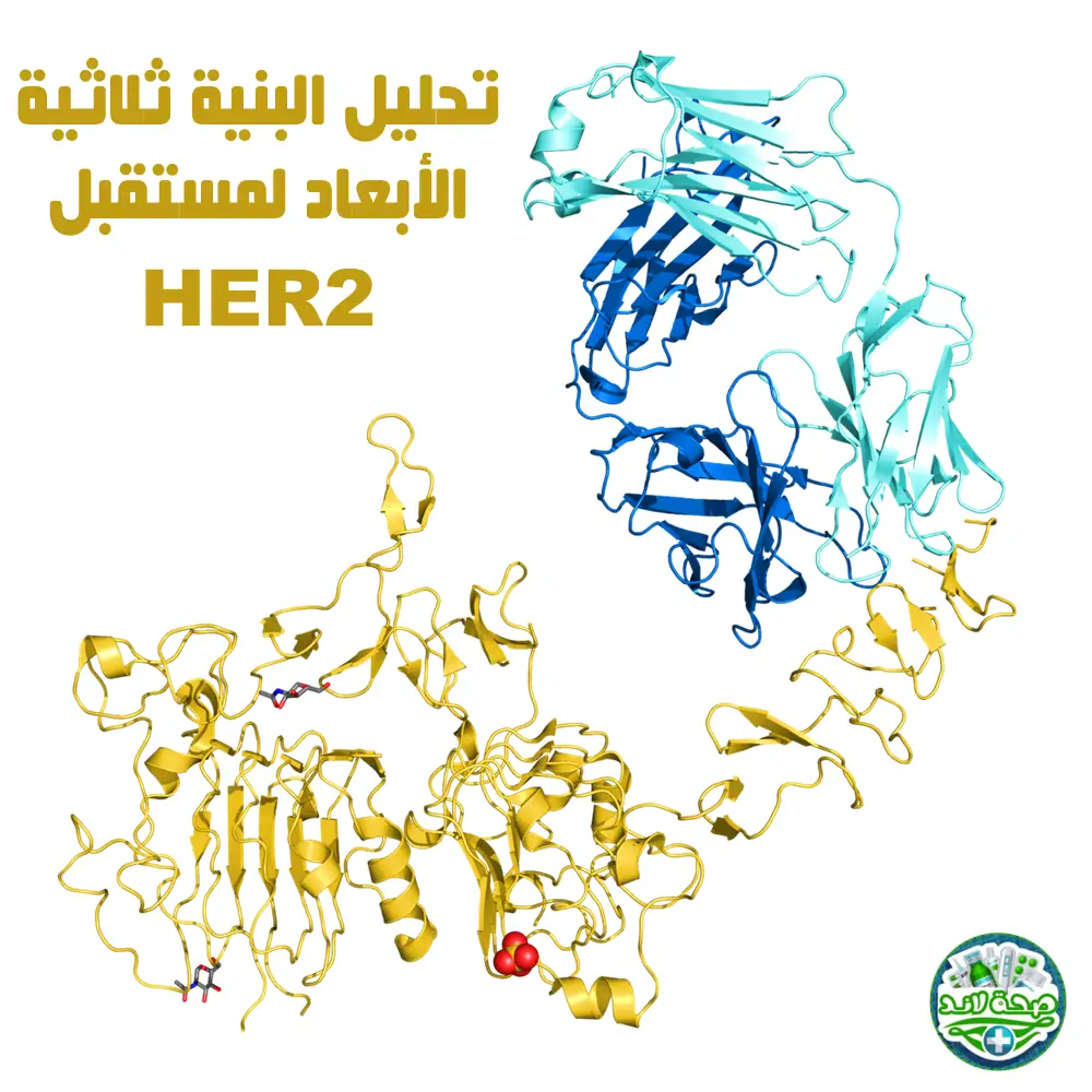 تحليل البنية ثلاثية الأبعاد لمستقبل HER2