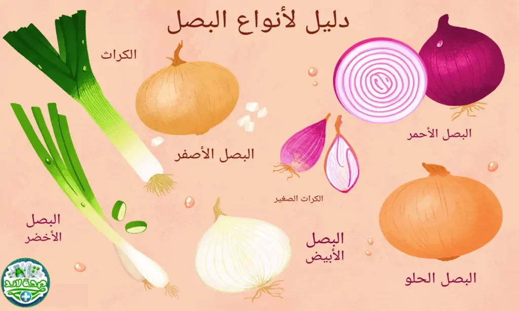الفرق بين أنواع البصل من حيث القيمة الغذائية والاستخدام