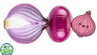 البصل (Allium cepa): إعرف القيمة الغذائية وأهم فوائده الصحية حسب الدراسات العلمية