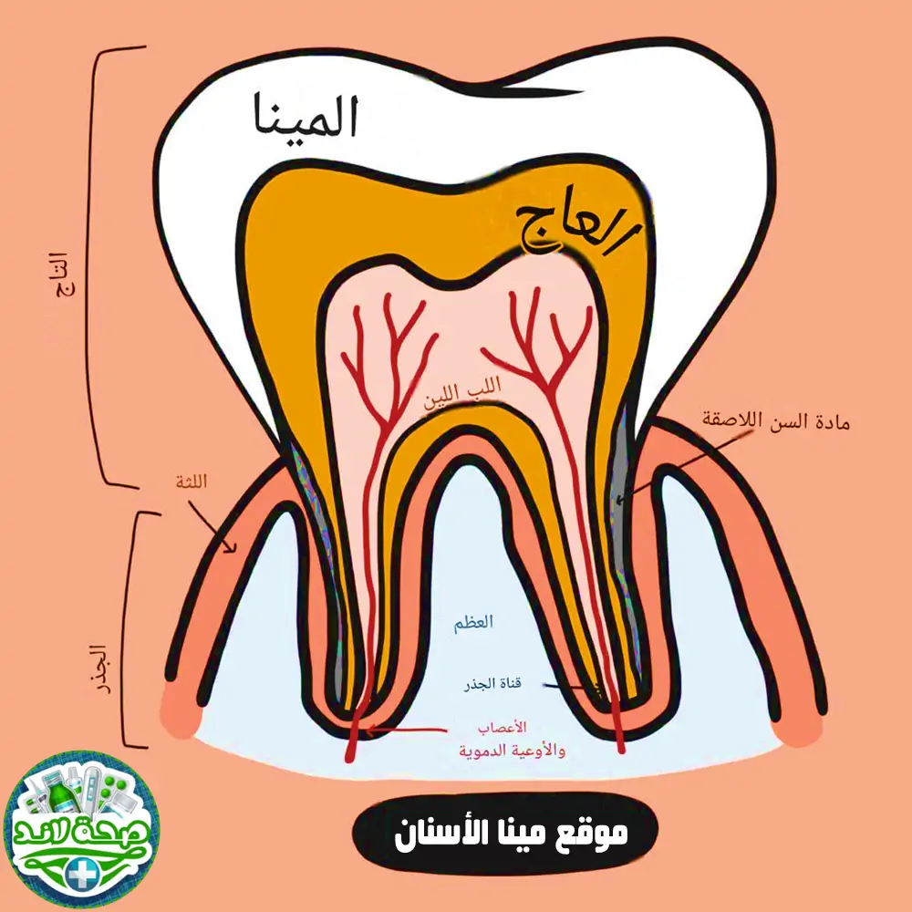 موقع enamelum