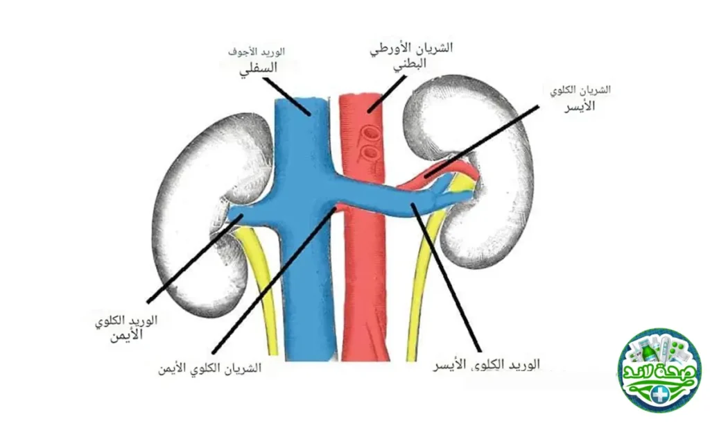 شكل وتشريح الكلى