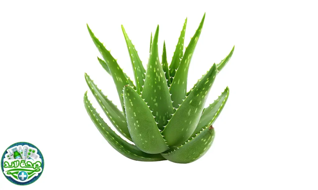الصبار