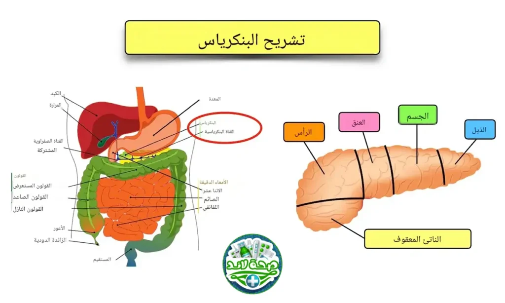 تشريح البنكرياس