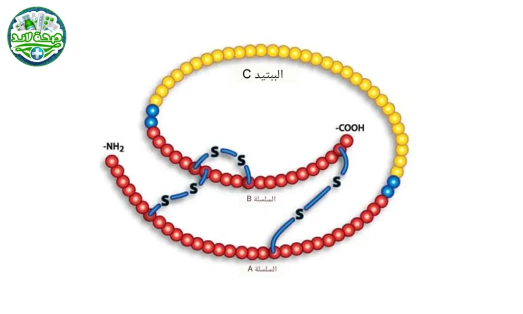 الببتيد سي (C peptide)