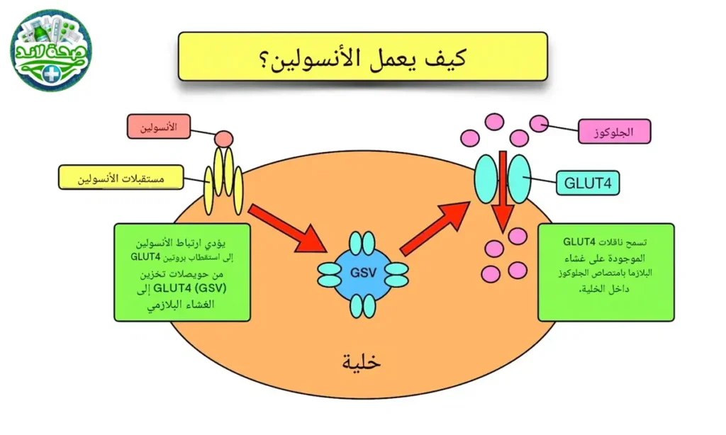 كيف يعمل الأنسولين؟