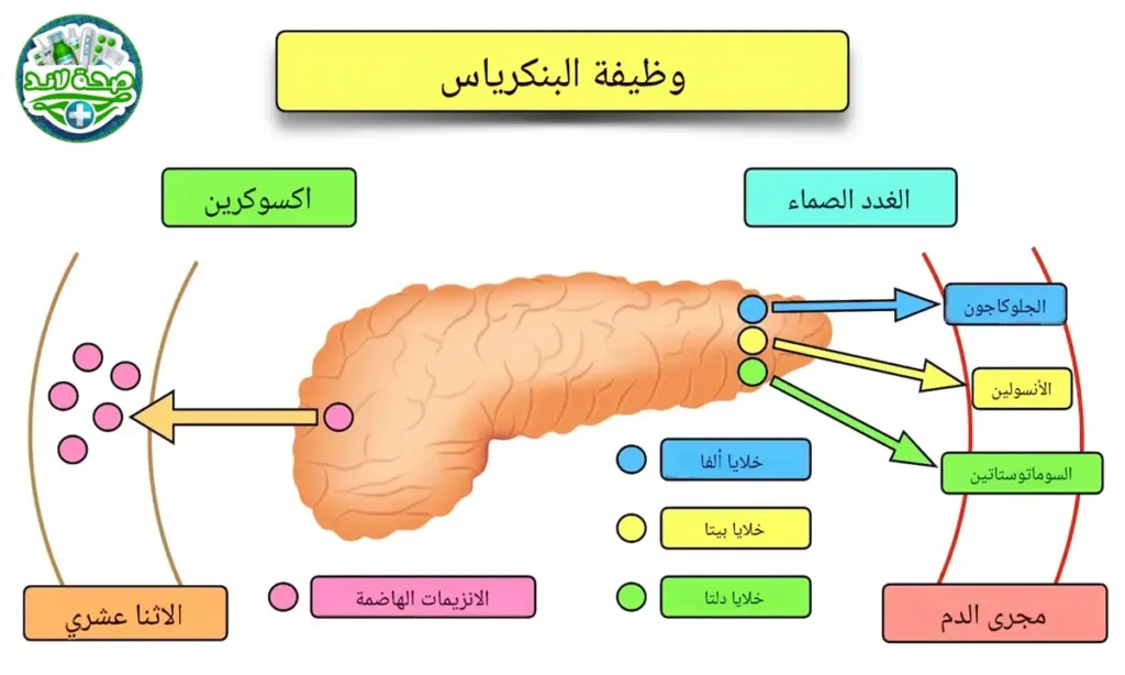 وظائف البنكرياس