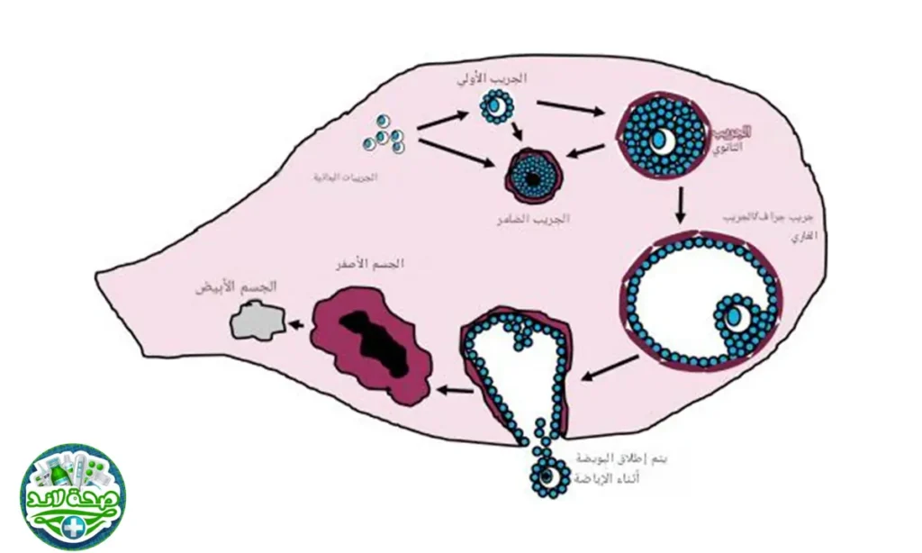 توضح هذه الصورة مراحل تطور الحويصلات المبيضية (Ovarian Follicle Development) والدورة المبيضية داخل المبيض.